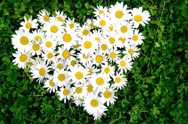 Польза ромашки для здоровья
