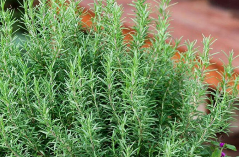 Растения, которые помогут справиться со стрессом